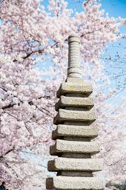 Best Ways To See The Washington D C Cherry Blossoms Abroad Wife Familly Travel