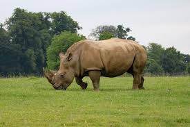 Design, model, present, analyze, realize. World Rhino Day A Closer Look At Rhinoceros Wildlife Trafficking Aci World Blog