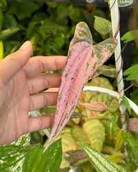 Image result for Dioscorea dregeana