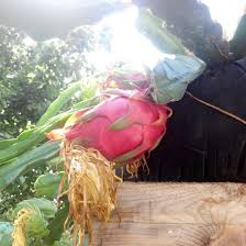 Dragon fruit, hylocereus undatus is carbohydrate and calcium rich fruit which lowers cholesterol, boost immunity, prevent diabetes and support healthy heart. Cyprus Dragon Fruit Startseite Facebook