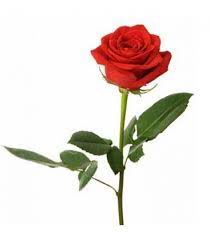 Bunga ini juga termasuk jenis tanaman hias yang sudah lama dibudidayakan di. Info Penting 36 Gambar Pohon Bunga Mawar