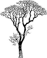 Bare Tree Black White Line Art Coloring Book Colouring Letters Clipart Best Clipart Best Tree Drawing Tree Line Drawing Tree Silhouette