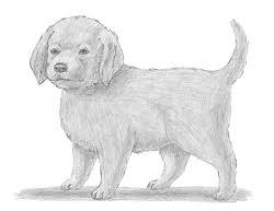 We did not find results for: How To Draw A Puppy Video Step By Step Pictures