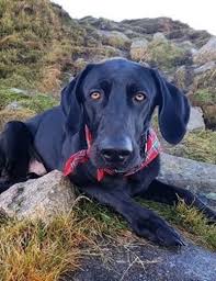 German shorthaired pointers, weimaraner, vizsla & griffon. 16 Weimaraner Mixes Grey Ghost Companions Like No Other