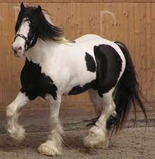 Гайд убийцы нубов на тинкере в дота 2. Datei Irish Tinker Horse 2 Jpg Wikipedia