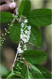 Image result for Citharexylum
