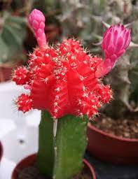 Mon cactus cierge a commencé à pourrir par le haut. Cactus Qui Pourri Que Faire