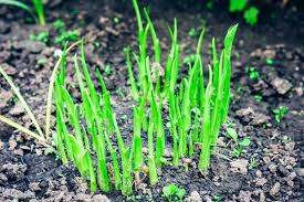 In your area, and in zones 4 to 7, september is by far the best month to divide or move peonies, and it's a good time for a lot of other perennials, too. When To Transplant Peonies Garden Tabs