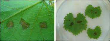 Brown spots on zucchini leaves. Bacterial Etiology Of Necrotic Spots On Leaves And Shoots Of Grapevine Vitis Vinifera L In Poland Springerlink