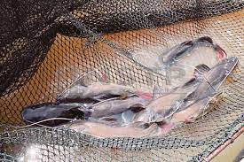 Saya telah terpancing dan menaikkan seekor ikan baung ekor merah sebesar ibu jari. Bahaya Lepaskan Baung Ekor Merah Ke Sungai Ohsempoi