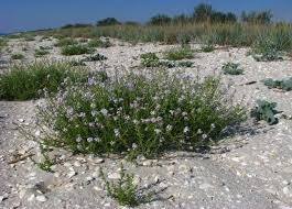 Image result for Vincetoxicum apiculatum