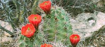 The desert is a difficult place to be a plant because of the dry, hot air. Chihuahuan Desert Carlsbad Caverns National Park U S National Park Service