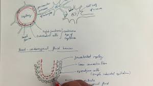 Image result for CSF Blood