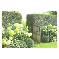 Hecken Hortensien Hostas Und Buchsbaum Front Yard Hedges Garden Hedges Hydrangea Garden