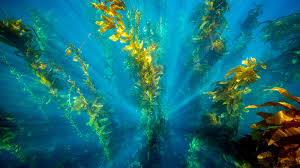 A marine alga (such as a kelp). The Seaweed Company Linkedin
