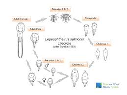Image result for lice life cycle
