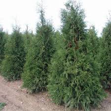 Image result for Hetaeria occidentalis