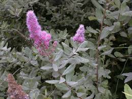 Image result for Spiraea douglasii