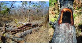 Image result for Marquesia macroura