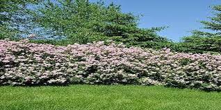 Fast growing shrubs provide privacy and screening near homes and property, and can grow anywhere from one to several feet per year. 18 Best Privacy Shrubs And Fast Growing Privacy Plants You Don T Know