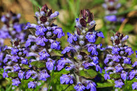 Image result for Ajuga
