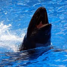 Please inform your team in ss15 make sure the quality is there. Pin On Puppies Of The Sea