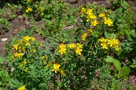 Image result for Hypericum scioanum