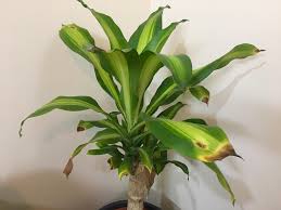 Indoor Plant Leaves Tips Turning Yellow Brown Plantclinic