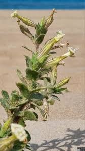 Image result for Silene abyssinica