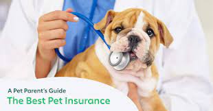 Maybe you would like to learn more about one of these? The Best Pet Insurance Companies For 2021 A Pet Parent S Guide