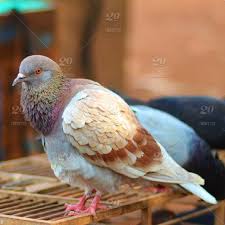 Ilmu makanan ternak unggulan burung merpati burung merpati dapat dibedakan menjadi empat golongan menurut fungsinya: Burung Merpati Bird Dove Indonesia Cantik Indah Beauty Animal Stock Photo D3bff043 69a2 42b8 9e9d 751b4be8f755