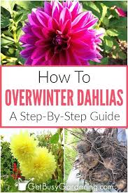 Time to put our dahlia tubers in hibernation over the winter so we can. How To Store Dahlia Bulbs Storing Dahlia Tubers Over Winter Planting Dahlias Summer Flowers Garden Growing Dahlias