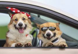 Book a room today and take advantage of the best senior discounts. Pet Friendly Hotels In Gainesville And Alachua County Fl Events In Gainesville And What S Good In Alachua County Fl