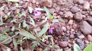 Image result for Afrohybanthus