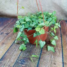 Image result for Ceropegia meyeri