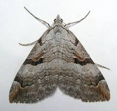 Image result for Aplocera efformata