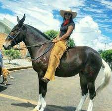 160 John Jacksmules Ideas Mules Horses Beautiful Horses