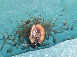 Culicidae Nombreuses Larves Dans Une Piscine Le Monde Des Insectes