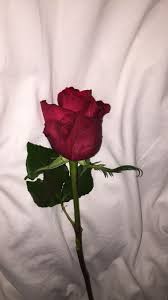 Roses and flowers & wallpaper. 860 Red Roses Any Time Ideas In 2021 Red Roses Rose Single Red Rose