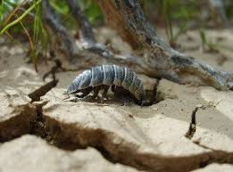 Live Bugs For Sale Woodlouse Woodlice Arthropods