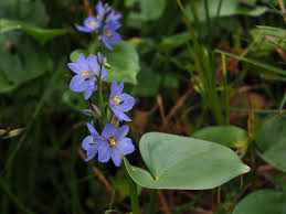 Image result for Monochoria africana