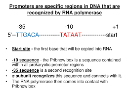 Lecture 5. Transcription: DNA→RNA - ppt download