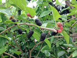 When do mulberry trees fruit in australia? Mulberries Sweet But Beware Trees Dark Side Orange County Register