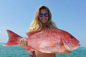 Many specimens caught in florida, specifically punta. Red Snapper Season 2021 All You Need To Know