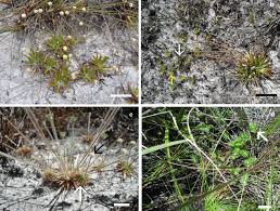 Image result for Eriocaulaceae