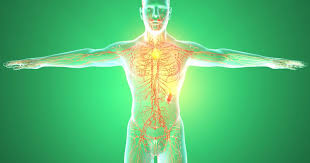 The lymphatic system consists of lymph vessels, lymph nodes, and lymphatic organs such as the spleen. Unser Lymphsystem Die Korpereigene Reinigungsanlage