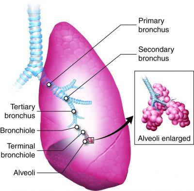 Respiratory System: Gross Anatomy of the Lower Respiratory Tract - LabXchange