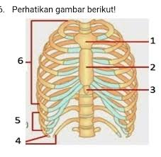 Maybe you would like to learn more about one of these? Berdasarkan Gambar Tulang Rusuk Melayang Dan Tulang Rusuk Palsu Secara Berurutan Di Tunjukan Oleh Brainly Co Id