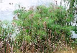 Image result for Cyperus dives