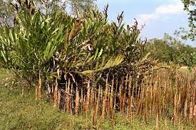 Image result for Acrostichum aureum